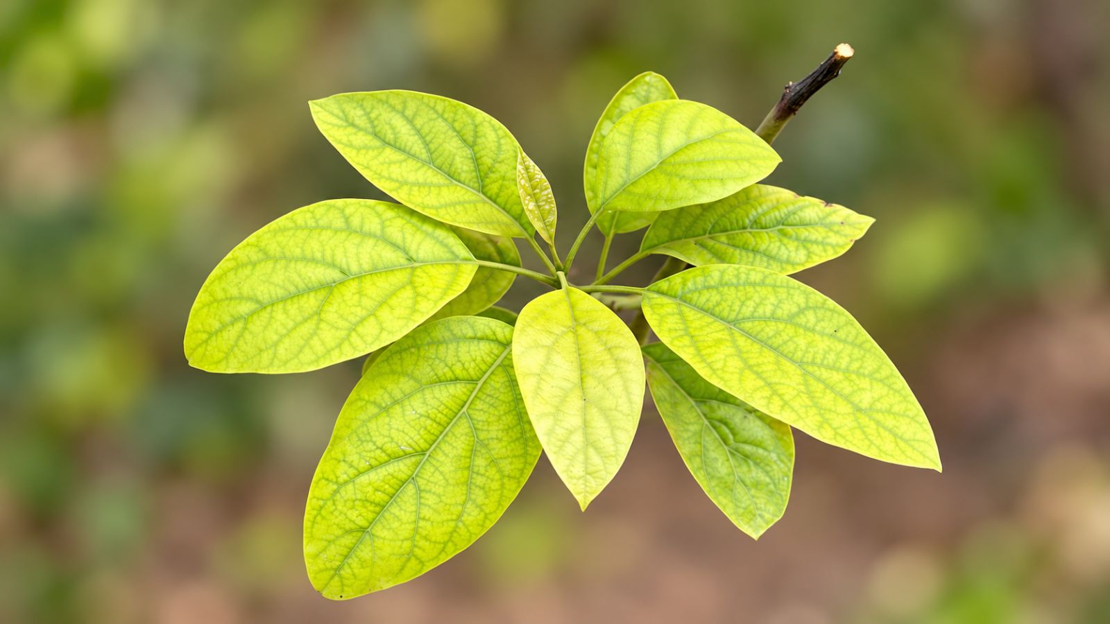 Pale yellow-green leaves on a young avocado shoot.