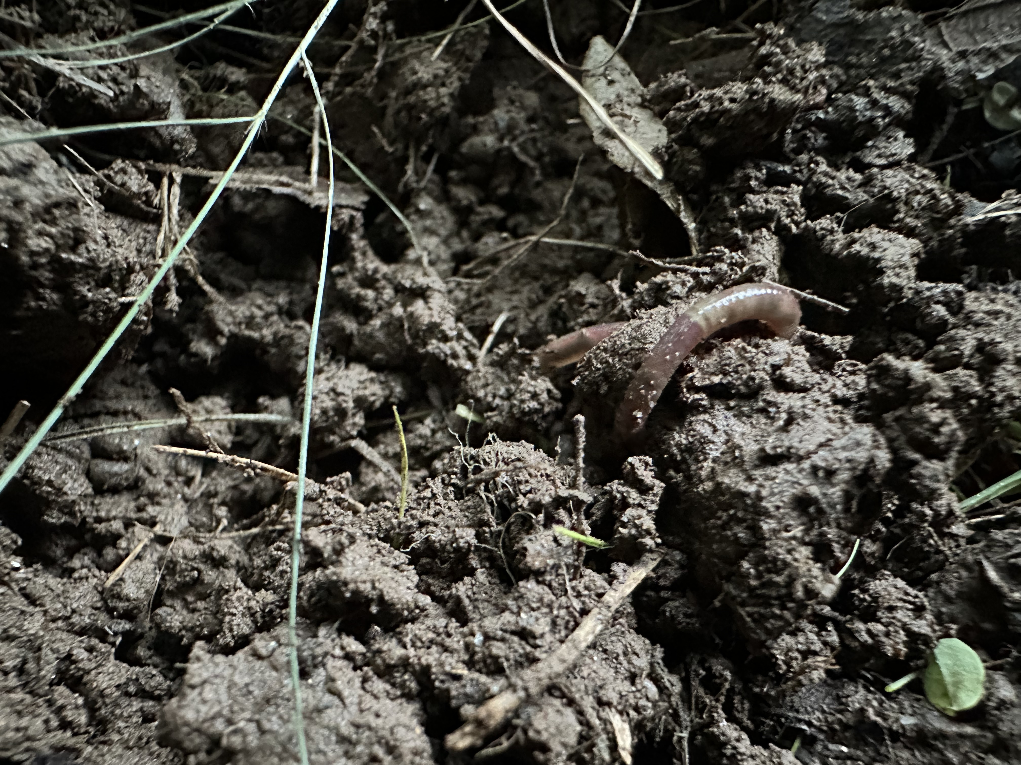Earthworm partly exposed among soil clumps and fine roots beneath leaf mulch.